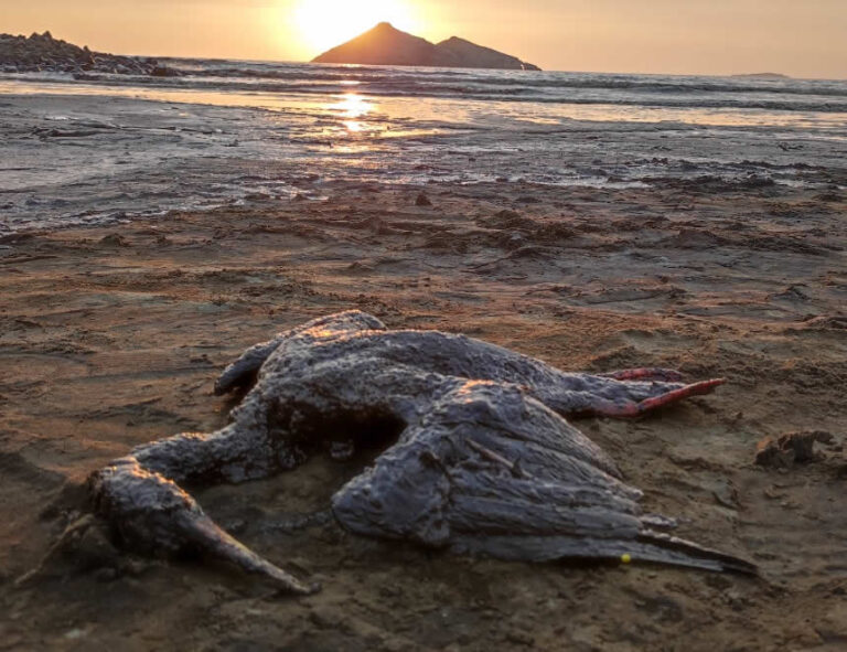 Desastre ecológico: AMN abre proceso sumario para determinar las causas del derrame de crudo en Ventanilla