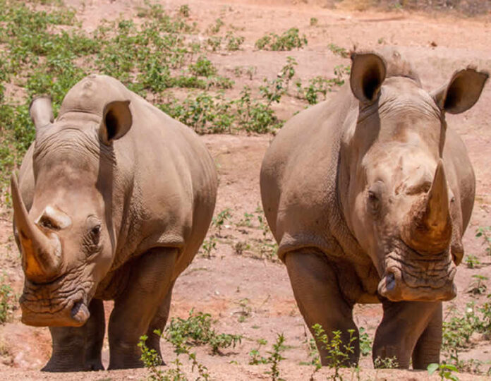 Rinocerontes indios albergados en el zooparque de Brasil (Foto: zooparque.com.br).