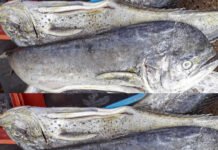 El rubro Alimentos y Bebidas no Alcohólicas subió 1,34% por los mayores precios en pescados como bonito, jurel, perico, entre otros.