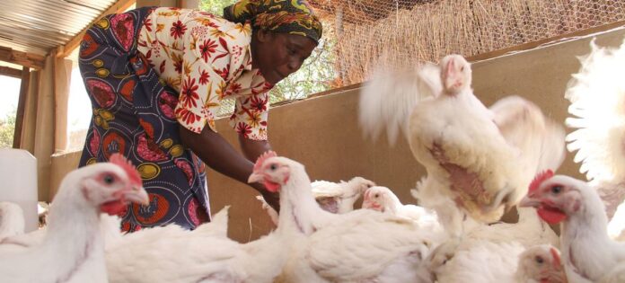 Las aves de corral son un activo económico y nutricional muy extendido en el África rural y con frecuencia son gestionados por mujeres (Foto FAO).