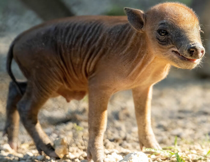 Babirusa. especie de cerdo mas extraño del mundo, nacido en cautiverio (Foto: Zoo de Miami)
