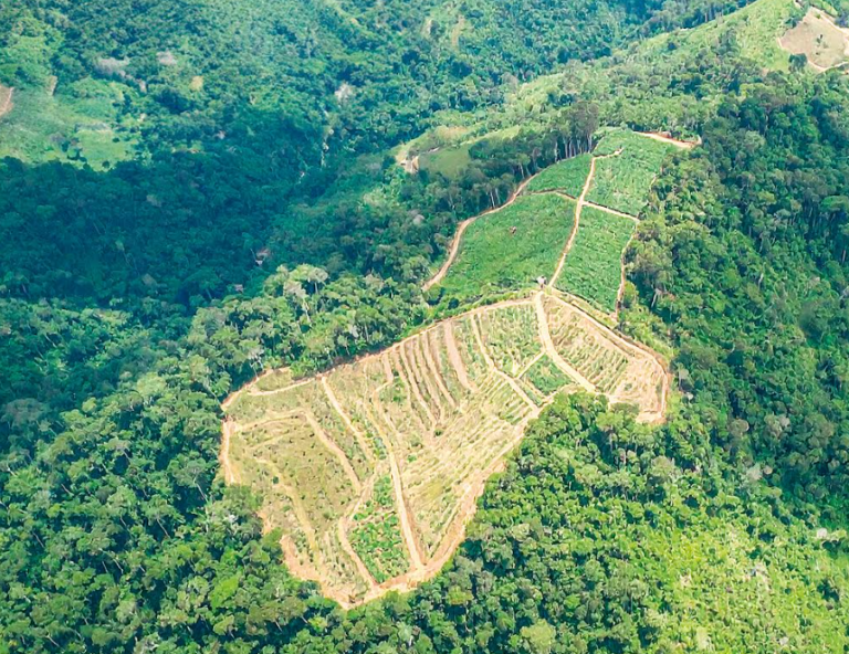 Vraem: Perú reduce por segundo año consecutivo los cultivos de coca
