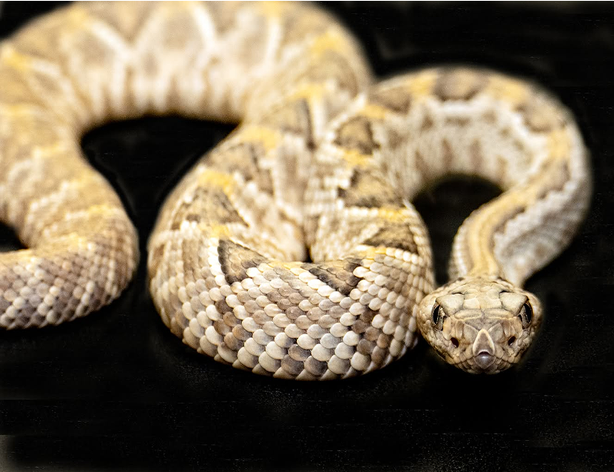 Zoo Miami logra una nueva hazaña biológica: en sus instalaciones nació una de las serpientes más raras del mundo (Foto: Zoo Miami).