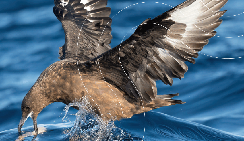 Skua pardo migratorio, ave detectada con gripe aviar de alta patogenicidad (HPAI) H5N1 en Australia (Foto: WOAH).