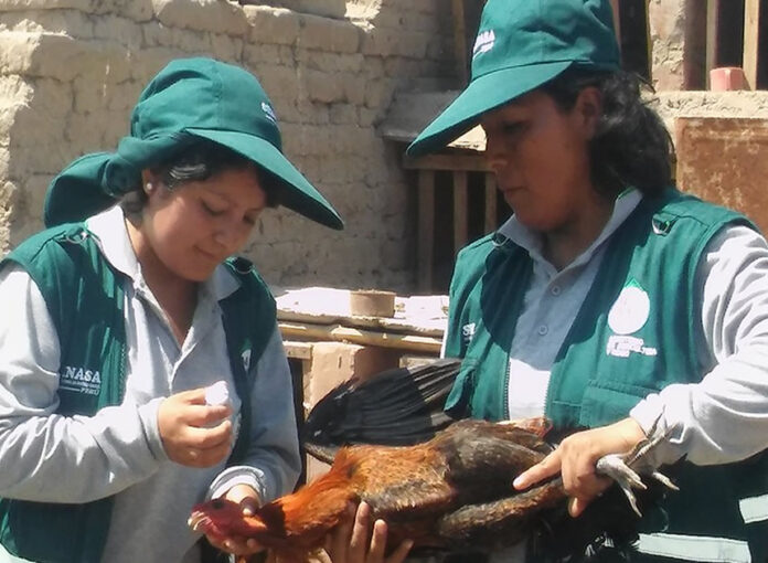 Vacunación avícola (Foto: SENASA).
