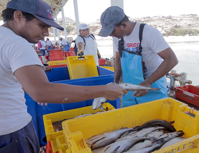 INEI: La disminución de precios observada en agosto en Alimentos y bebidas no alcohólicas de debió al descenso en los precios de pescados y mariscos (-12,6%) como jurel (-28,4%), bonito (-18,3%), merluza (-10,4%), caballa (-10,0%) y lisa (-9,1%). INEI: La disminución de precios observada en agosto en Alimentos y bebidas no alcohólicas de debió al descenso en los precios de pescados y mariscos (-12,6%) como jurel (-28,4%), bonito (-18,3%), merluza (-10,4%), caballa (-10,0%) y lisa (-9,1%).