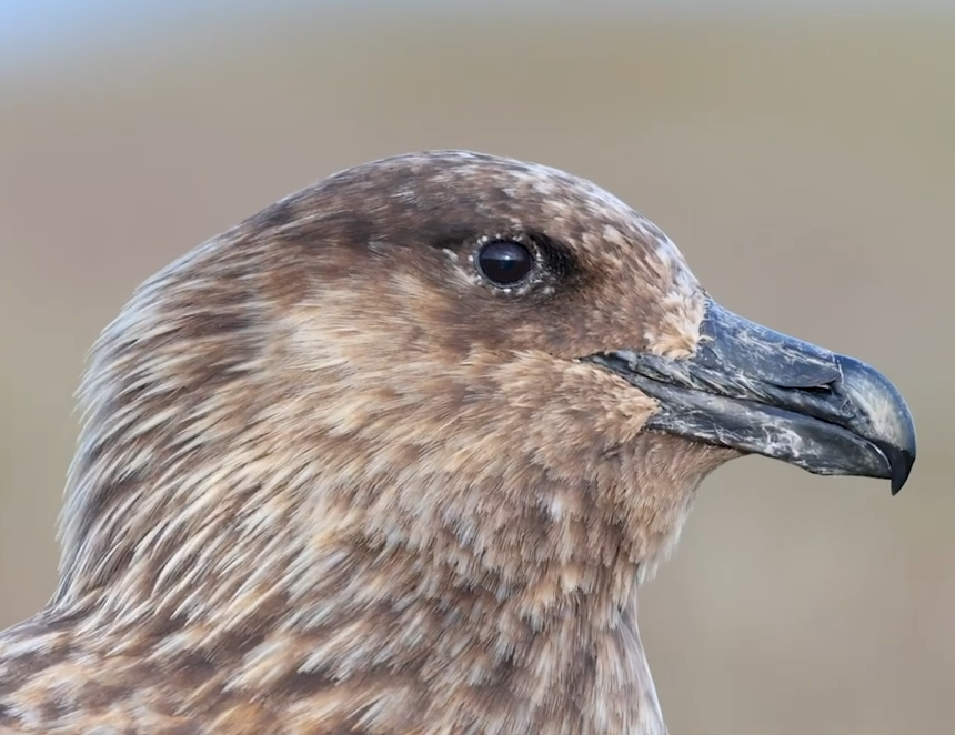 Skua pardo migratorio ii Captura video: birdsoftheworld.org)