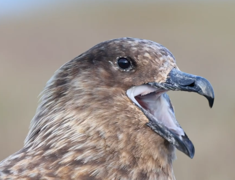 H5N1 alcanza Australia: ¿Qué nos enseña la expansión mundial de la gripe aviar?